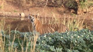 Attack on Deer By Tiger at Zone 5 in Ranthombore  4th May 2017 [upl. by Eseilenna]