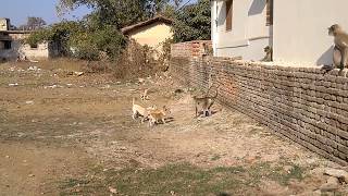 LANGOOR VS DOGS  DOGS CHASED LANGOOR  1 MONKEY VS 4 DOGS  MONKEY FIGHTS DOGS by Shooter [upl. by Clance]