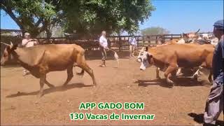 130 Vacas de Invernar [upl. by Ssyla]