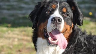 10 Pros and Cons of Owning a Bernese Mountain Dog 🐾 [upl. by Iramaj]