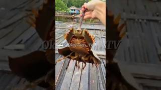 Dont catch this ancient blueblooded animal‼️shorts animals horseshoecrab [upl. by Loleta368]