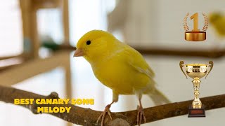 Ultimate Canary singing video from a legend  Powerful canary training song [upl. by O'Rourke357]