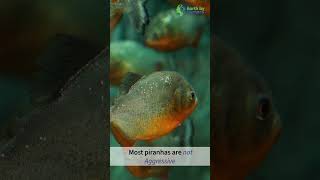 Piranhas usually avoid humans [upl. by Yebba]