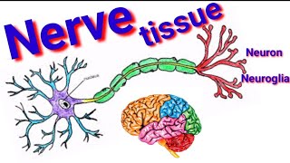 Nervous tissue nerve anatomy ነርቭ ቲሹ ህብረሕዋስ nervous tissue histology [upl. by Lenhart69]