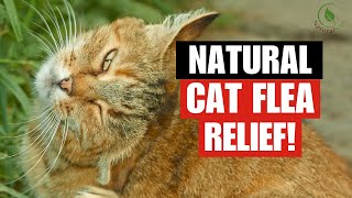 8 BEST Natural Remedies for Cat Fleas [upl. by Hannover317]