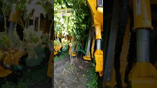 Sauvignon Blanc Grape Harvest with Gregoire Grape Harvester sauvblanc harvest grapeharvester [upl. by Sorci]