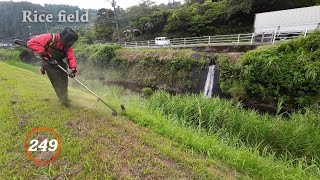 【 Rice Field 】 Grass cutting shindaiwa JPNRK3026PT254cc Chapter249 [upl. by Nylarat]