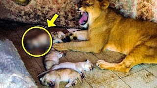 This Lioness Gave Birth Staff Screamed When They Saw Her Offspring [upl. by Eshman972]