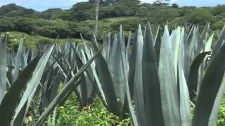 EL AGAVE O MAGUEY [upl. by Aderf522]