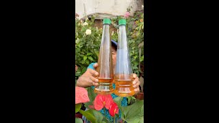 FUNGICIDA DE VINAGRE PARA LAS PLANTAS EN CASA  como hacer un fungicida natural [upl. by Loy892]