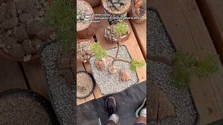 Succulent bonsai with uncommon plants Othonna [upl. by Asilram176]