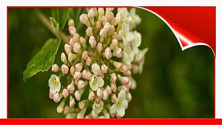 12 Species Of Viburnum Shrubs 🛋️ [upl. by Aek]