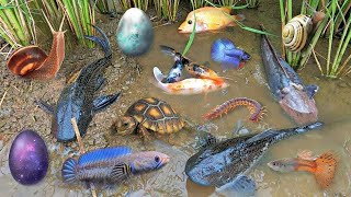 Colorful surprise eggs lobster snake cichlid betta fish turtle butterfly fish goby fish [upl. by Hennie]