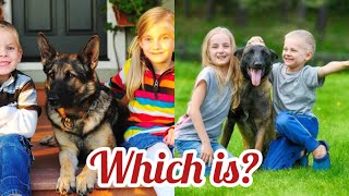 Belgian Malinois vs German Shepherd Which is the PERFECT Family Dog [upl. by Egroeg386]