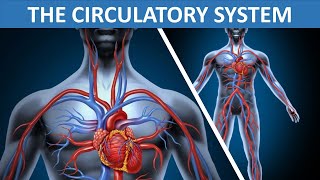 THE CIRCULATORY SYSTEM  HEART BLOOD BLOOD VESSELS  SCIENCE VIDEO FOR CHILDREN [upl. by Alimhaj938]