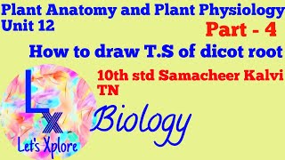 How to draw TS of dicot rootEasy way 10th std Samacheer Kalvi TN Biology Plant Anatomy [upl. by Gerhardine]