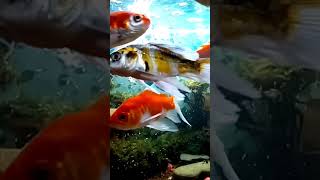 Water sounds for sleeping  Aquarium asmr aquarium relaxing [upl. by Fesuy]