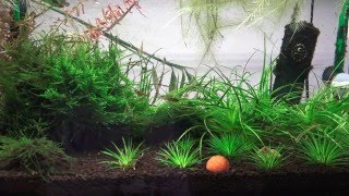 ADA 60P  Eriocaulon Planted Tank  2016 January  Erio Japan Shiga 4K [upl. by Adile]