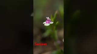 Bonnaya ciliata Colsm Spreng Odisha [upl. by Dorrahs]