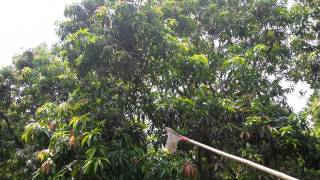 Mango Harvesting tools  Jay Shree Dies and ComponentsAhmedabadGujaratIndia09825329376 [upl. by Caia]