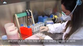 Preparation of the samples for RNA extraction [upl. by Mccormick]