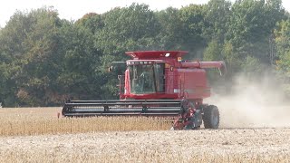 Case IH 2388 Combine Harvesting Soybeans 2020 [upl. by Esirrehc]