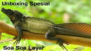 Unboxing Kadal Soa Soa Layar Hydrosaurus Amboinensis [upl. by Neelie]