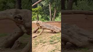 Hamadryas Baboon  Sri Chamarajendra Zoological Gardens Mysore Zoo wildlife nature animallover [upl. by Neirol]