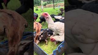 Creating LowCost Chicken Feed Mix with Grass StepbyStep Guide  Napier grass [upl. by Aihtnis]