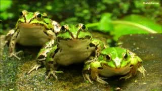 JUMPING FROGS ★ Funny Jumping Contest  Compilation [upl. by Annazus653]