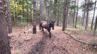 Horse kicks tree farts on dogs then runs away [upl. by Ellehcem]