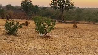 2 Plains Camp Male Lions roaring  low sound  13 June 2024 [upl. by Ahsenhoj534]