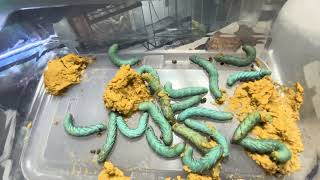 HOW TO BREED HORNWORMS PT 1 Plus Update [upl. by Nehtanoj]