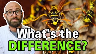 What is the Difference Between Bees Wasps and Hornets [upl. by Eiraminot737]