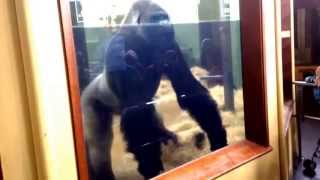 Bokito the Gorilla at Rotterdam Zoo [upl. by Aerda]