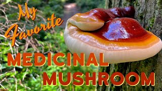 Reishi Mushroom  Foraging West Coast Reishi Ganoderma oregonense American Lingzhi [upl. by Nwahsiek]