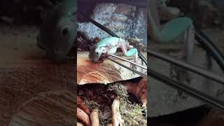 Dumpy sandfire Treefrog slowmo [upl. by Soisanahta]