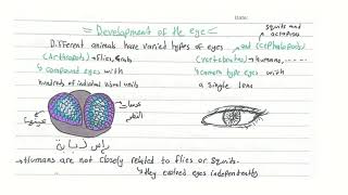 bio 23 principles of macroevolution [upl. by Nivle200]