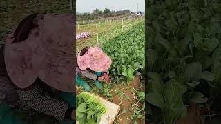 How to harvest greens [upl. by Pren]