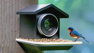 Top 5 Best Bird Feeder Cameras of 2023 [upl. by Pembrook932]