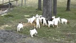 Five week old kids at play at Arnolds Time Well Spent Boer Goats [upl. by Ij621]