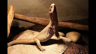 Savannah Monitor Live Feeding [upl. by Garrott]