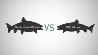 Farmed Salmon vs Wild Salmon [upl. by Alliber]