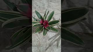 Beautiful Bromeliad plant [upl. by Thibaut]