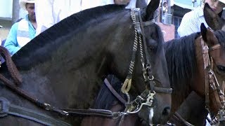 Cabalgata en Sevilla Valle 115 Años Fiestas Aniversarias [upl. by Letty988]