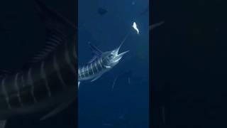 SUPER BLACK MARLIN ATTACKS music phonk fishing fish carp ikan sea ocean shorts shortsfeed [upl. by Kelson]