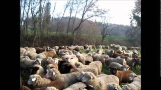 Transhumance Alex Productions présente Transhumance hivernale Suisse 2011 [upl. by Einnod]