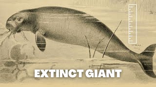 Extinct The Gigantic Stellers Sea Cow [upl. by Eednam457]