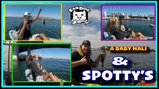 🤷‍♂️🤘SPOTTY AFTER SPOTTY JUMPING ON MY YAK fishing kayakfishing sandiego californiafishing [upl. by Etteneg812]