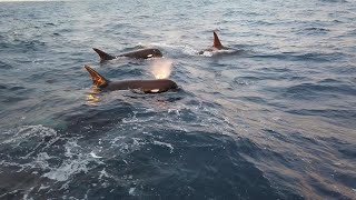 Type D Killer Whales  1st Encounter [upl. by Halyak630]